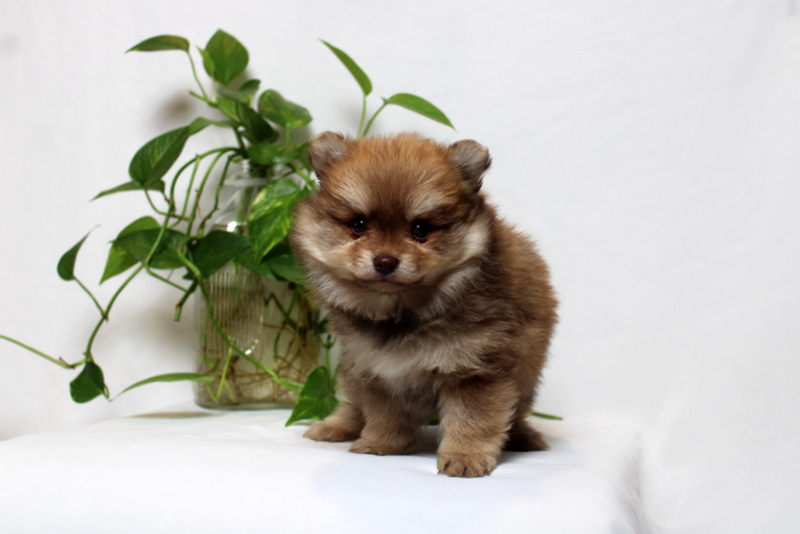 puppy, for, sale, Pomeranian, Matthew B. Stoltzfus, dog, breeder, Gap, PA, dog-breeder, puppy-for-sale, forsale, nearby, find, puppyfind, locator, puppylocator, aca